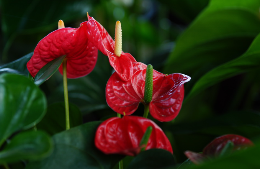 鹅掌花的养殖方法和注意事项