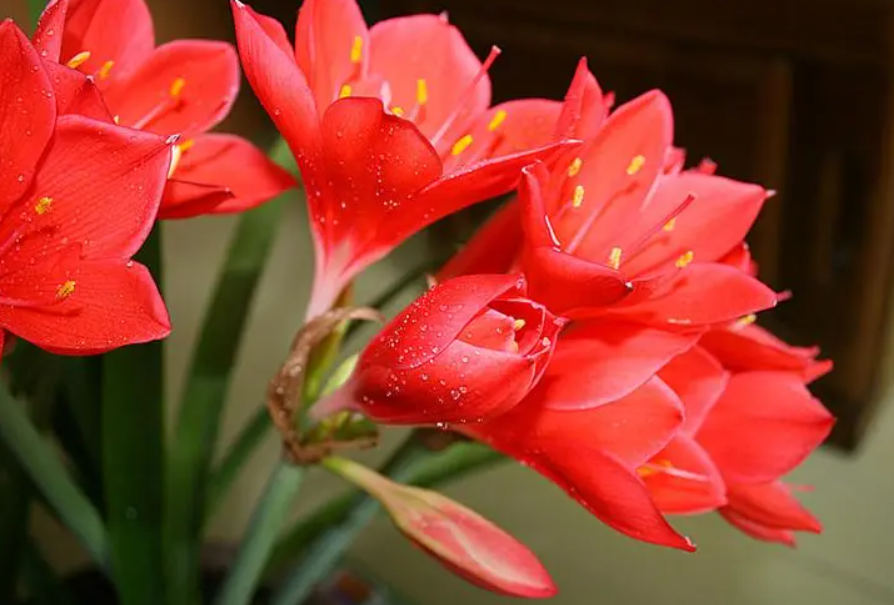 湖南养大殖紫根兰的花友