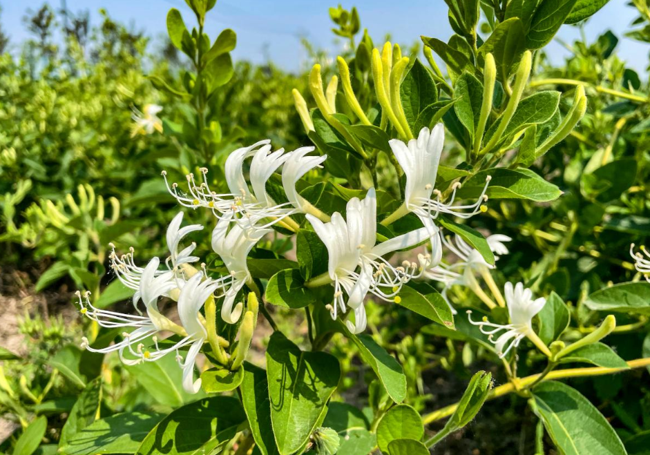 一百亩金银花前期投入