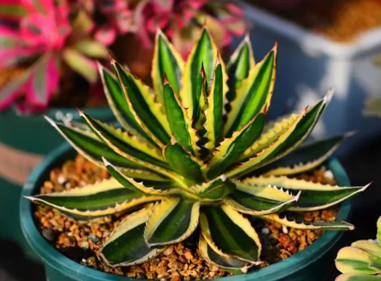 龙舌兰开花后为什么就会枯死