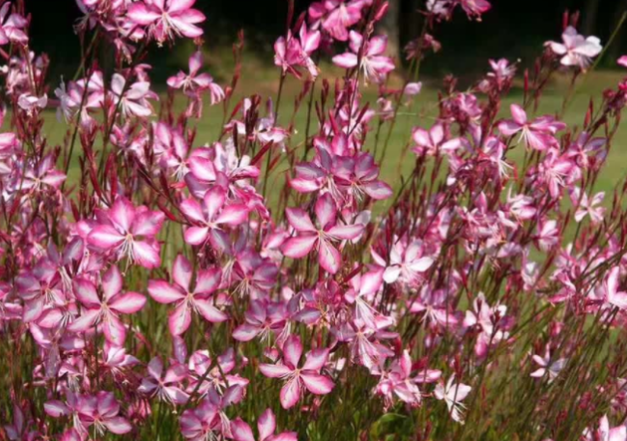 千鸟花的扦插方法