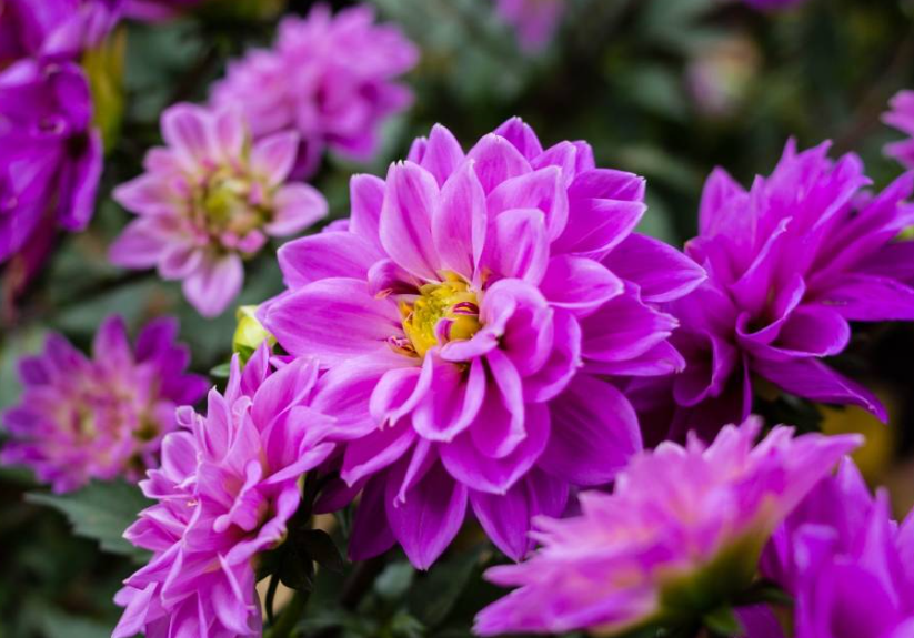 小丽花什么时候种植最好