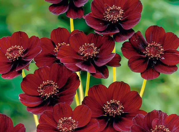 巧克力花的养殖方法和注意事项