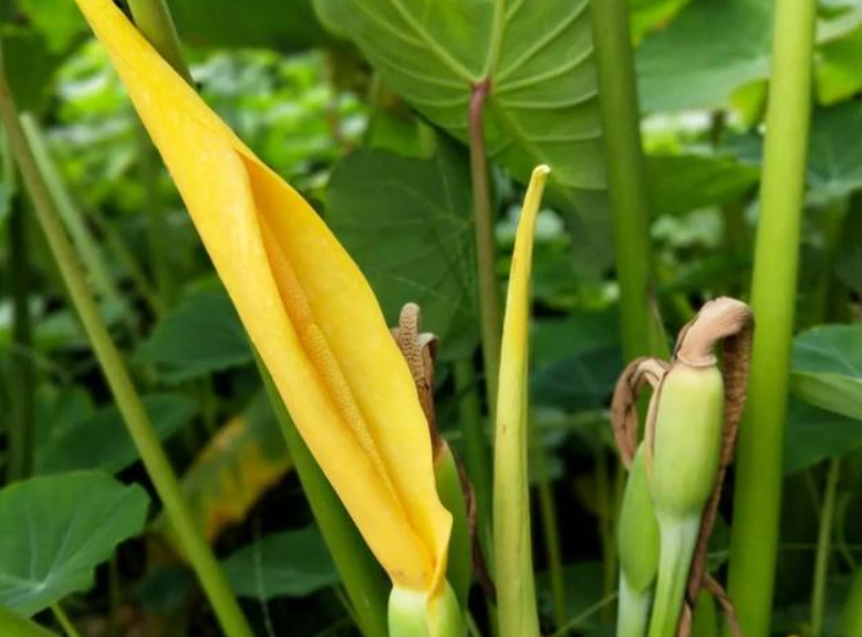 芋头开花预兆什么