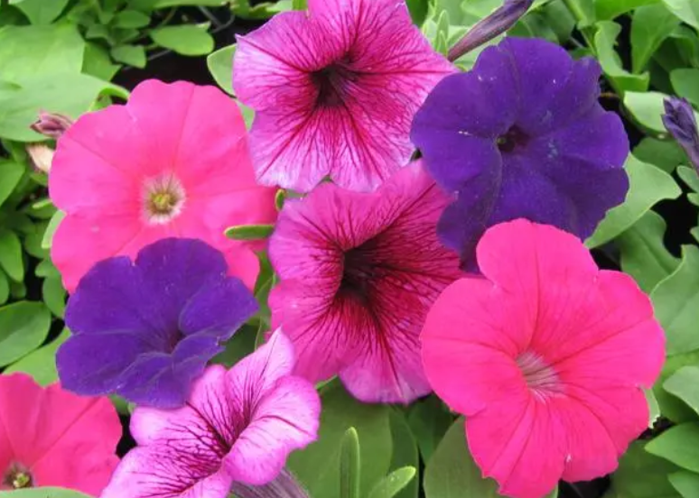 碧冬茄的开花时间