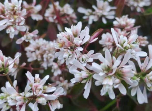 禾叶大戟花后需要修剪吗