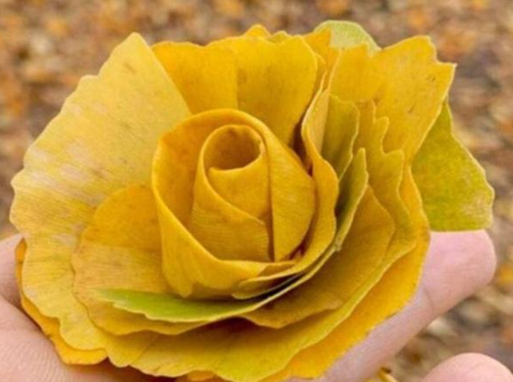 银杏叶做花朵的步骤