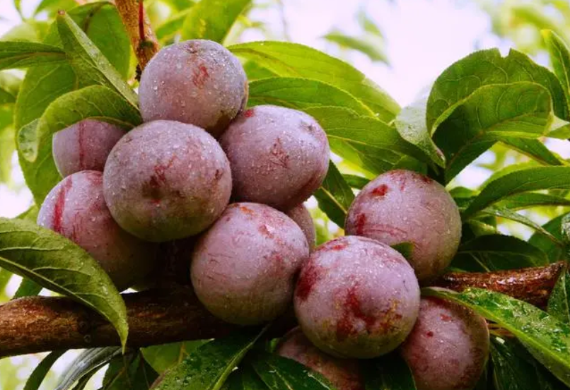 脆红李怎么修剪树枝