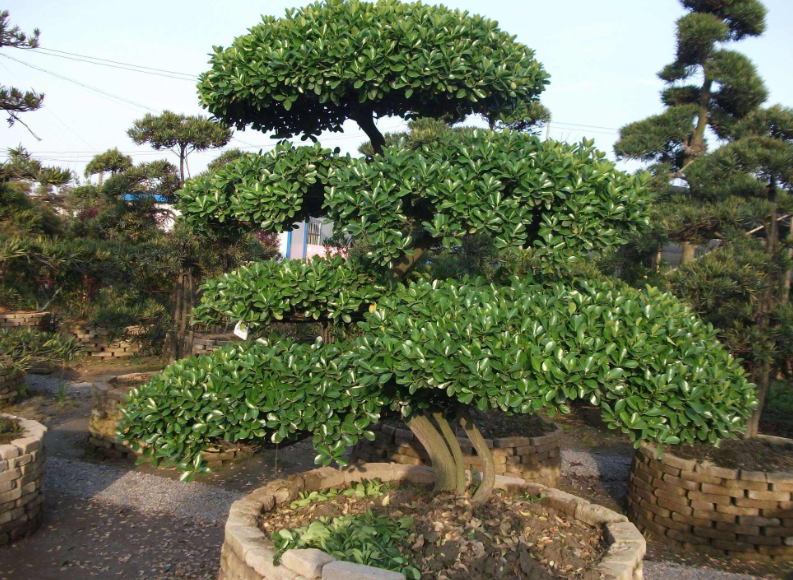 小叶黄杨开过花怎么修剪