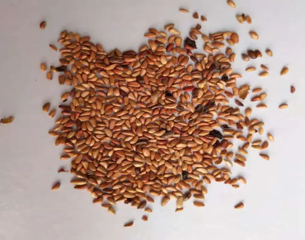 网上买的玫瑰花种子能种活吗