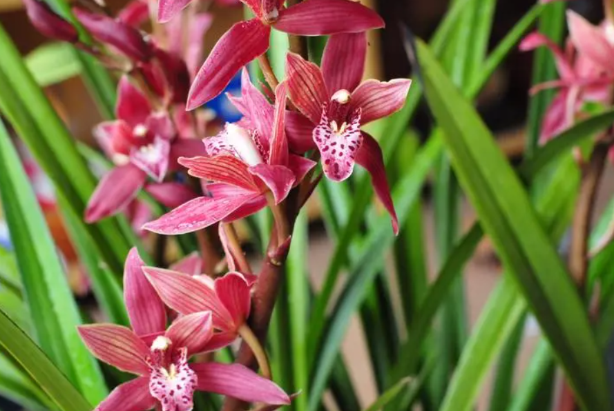 墨兰施什么肥才能开花