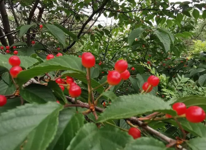 家里种野樱桃树有什么好处