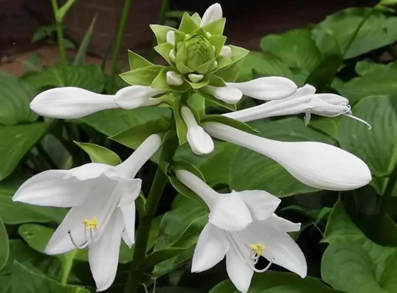 玉簪花种子什么时候成熟