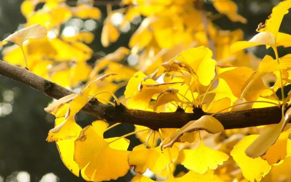 银杏树扦插方法和技巧