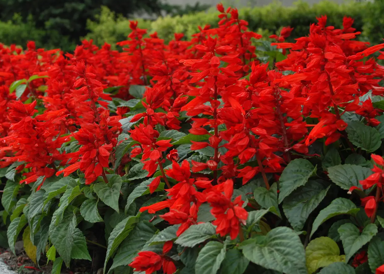 串红花什么时候种植