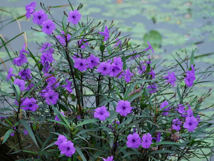 翠芦莉一年开几次花