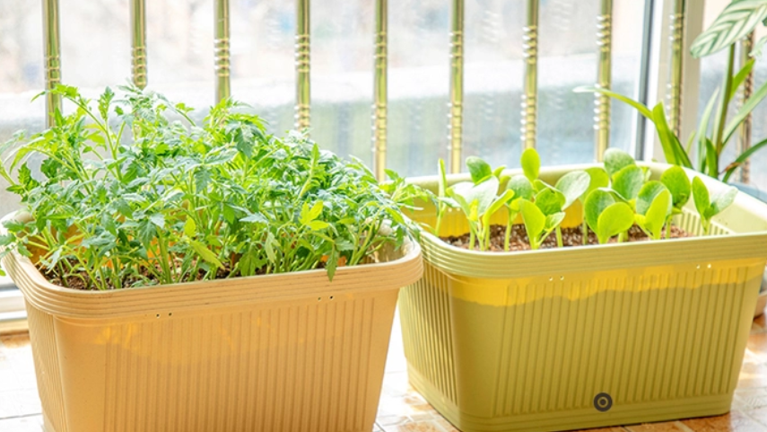 阳台花盆种菜怎样浇水