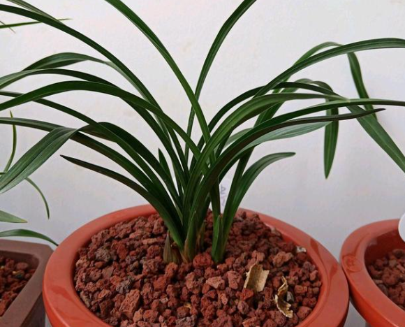 火山石种兰花的缺点