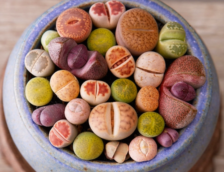 生石花里面的是什么