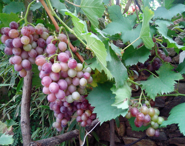 什么时候修剪葡萄树枝好