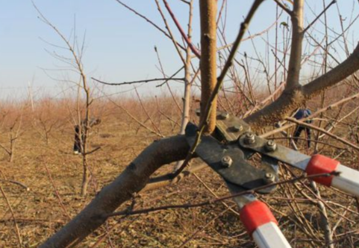 冬季树木修剪注意事项