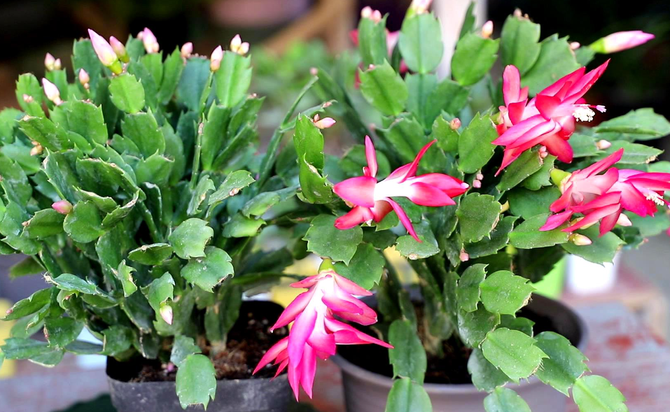 蟹爪兰花谢了之后怎么摘