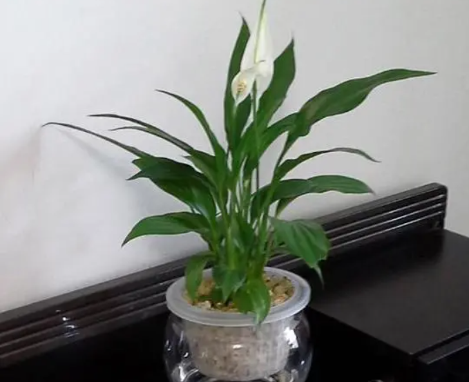 水培白掌不开花怎么办