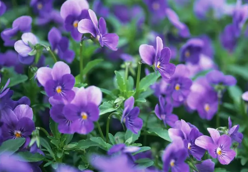 紫罗兰花能水培吗