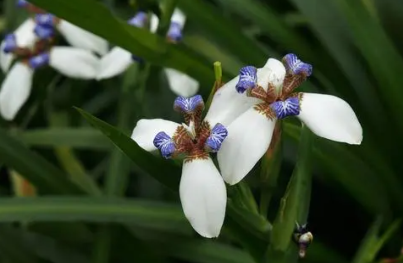 巴西鸢尾兰不开花怎么办