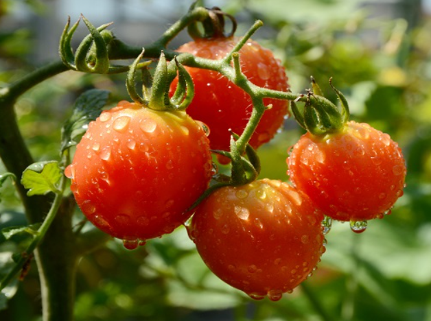 番茄的花期和品种的关系