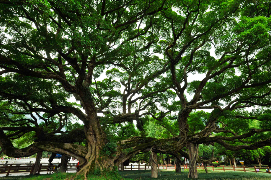 榕树是凶树还是吉祥树