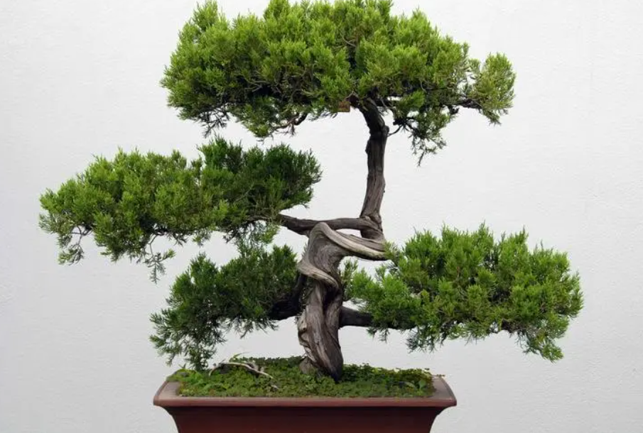 家里有柏树盆栽好吗