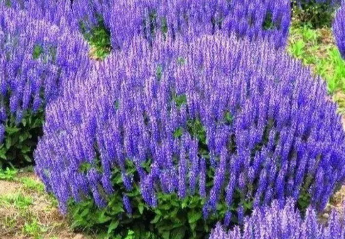 鼠尾草一年开几次花