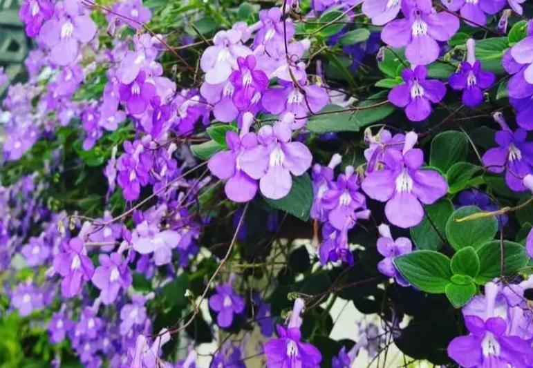 海豚花的养殖方法爆盆