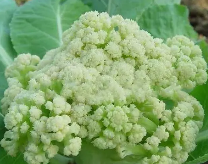 松花菜一亩地栽多少棵