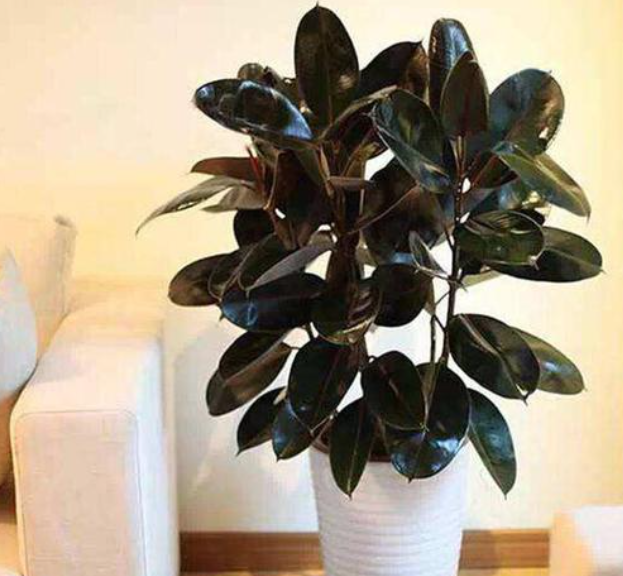 家里养黑金刚花好吗