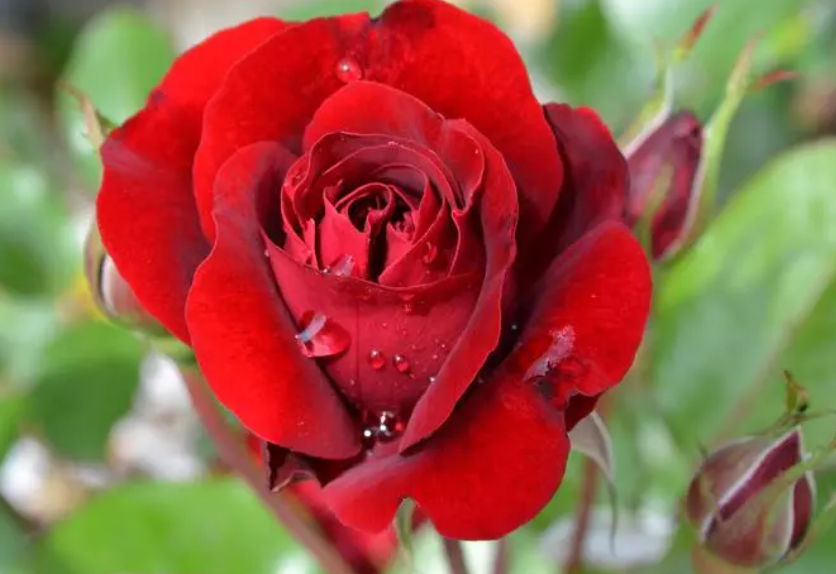 玫瑰花喜阴还是喜阳怎么浇水