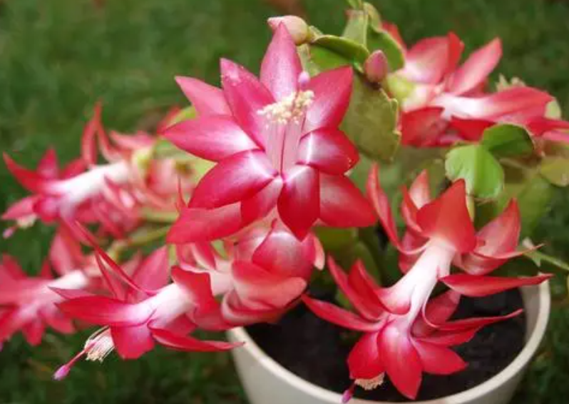 蟹爪兰怎么养才能开花茂盛