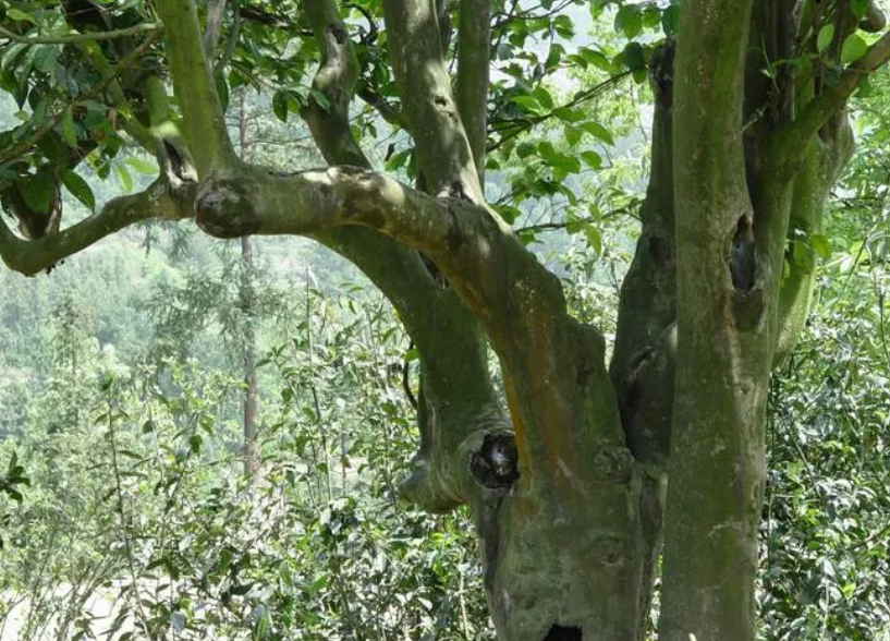 茶树什么时候修剪