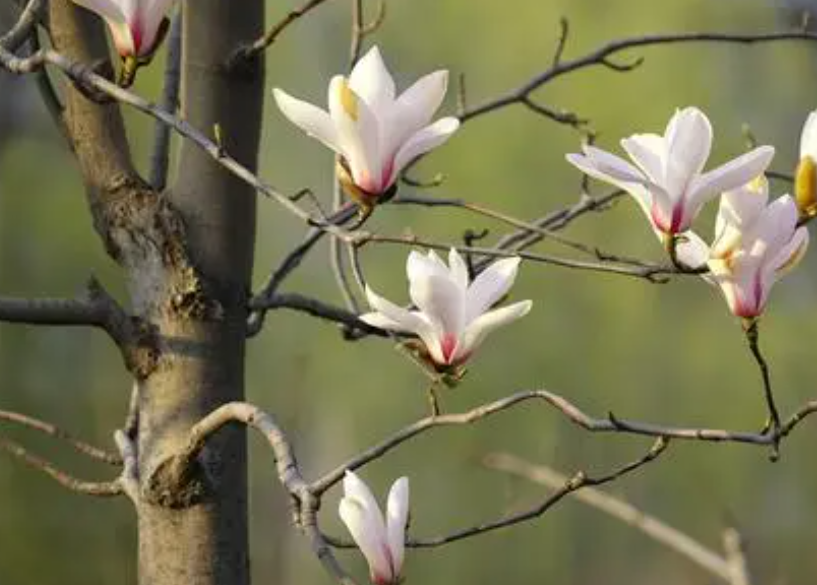 玉兰树树叶发黄枯萎补救办法