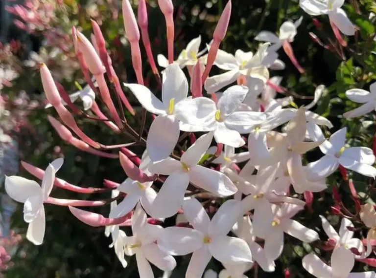 多花素馨家里不能养