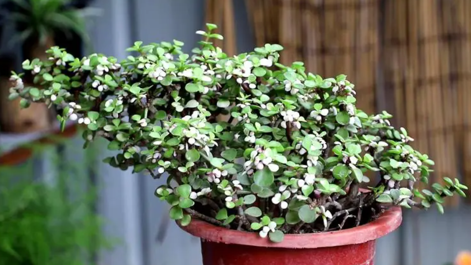 金枝玉叶怎样养才能开花