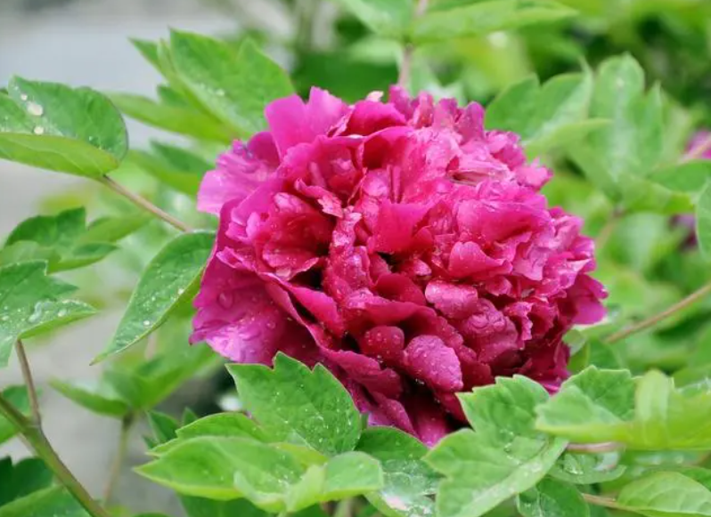 牡丹花生长在什么季节