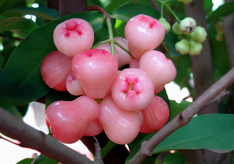 莲雾是吉树还是凶树