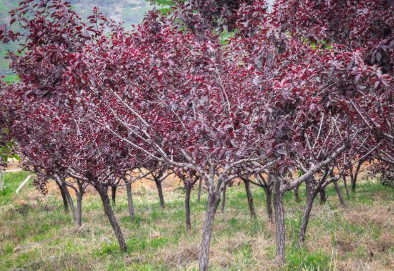 门口栽紫叶李树好吗