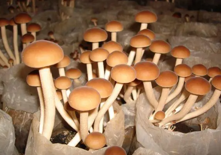 长得像茶树菇的菌类