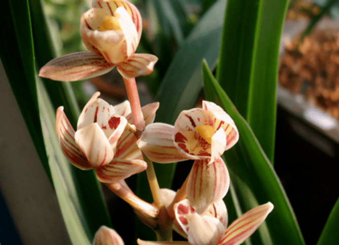 荷花剑兰的养殖方法