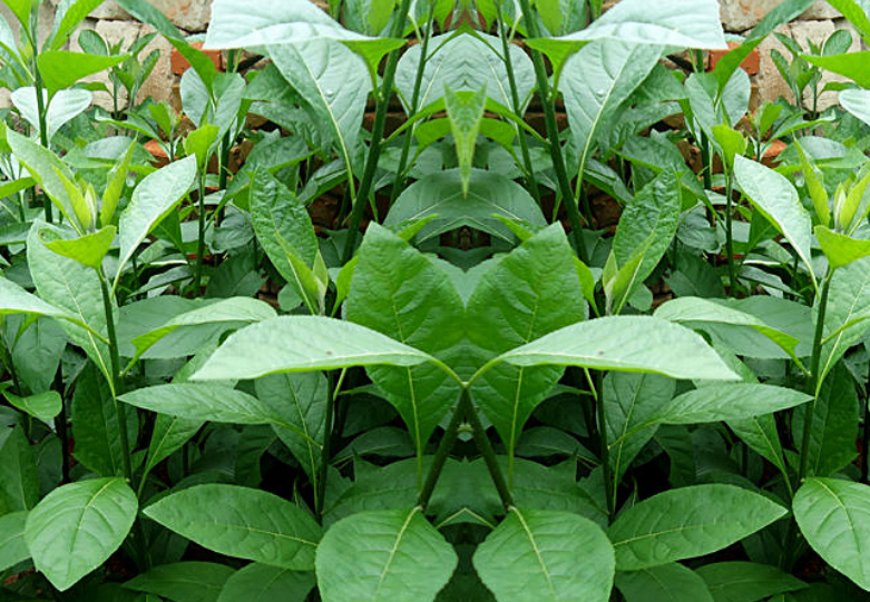 南非叶什么时候开花