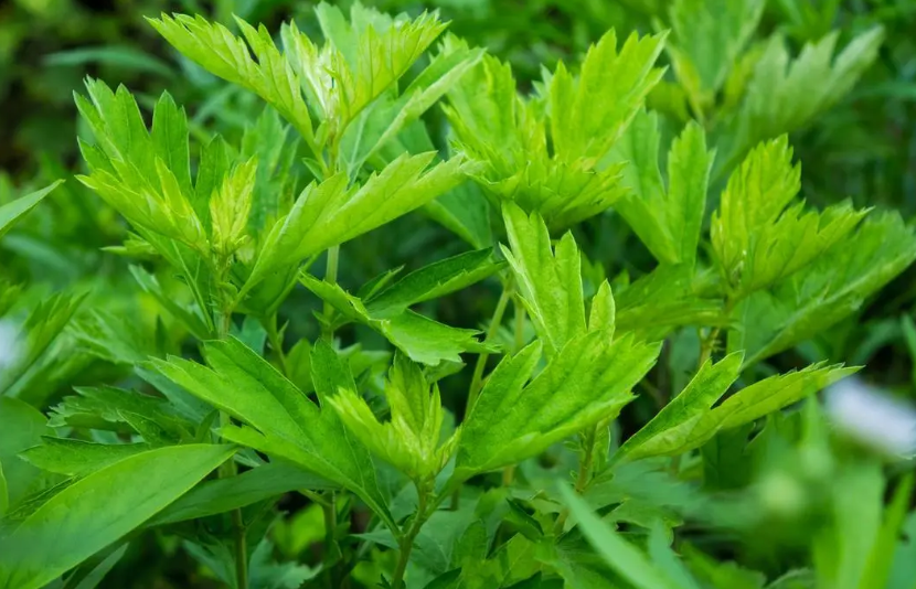 蚊子最怕的三种花