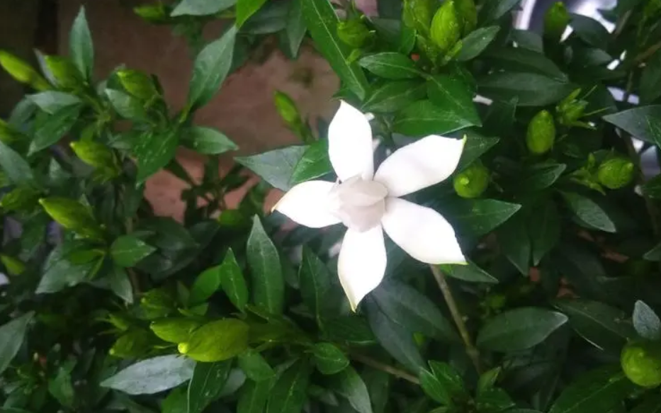 夏季栀子花的养殖方法和注意事项